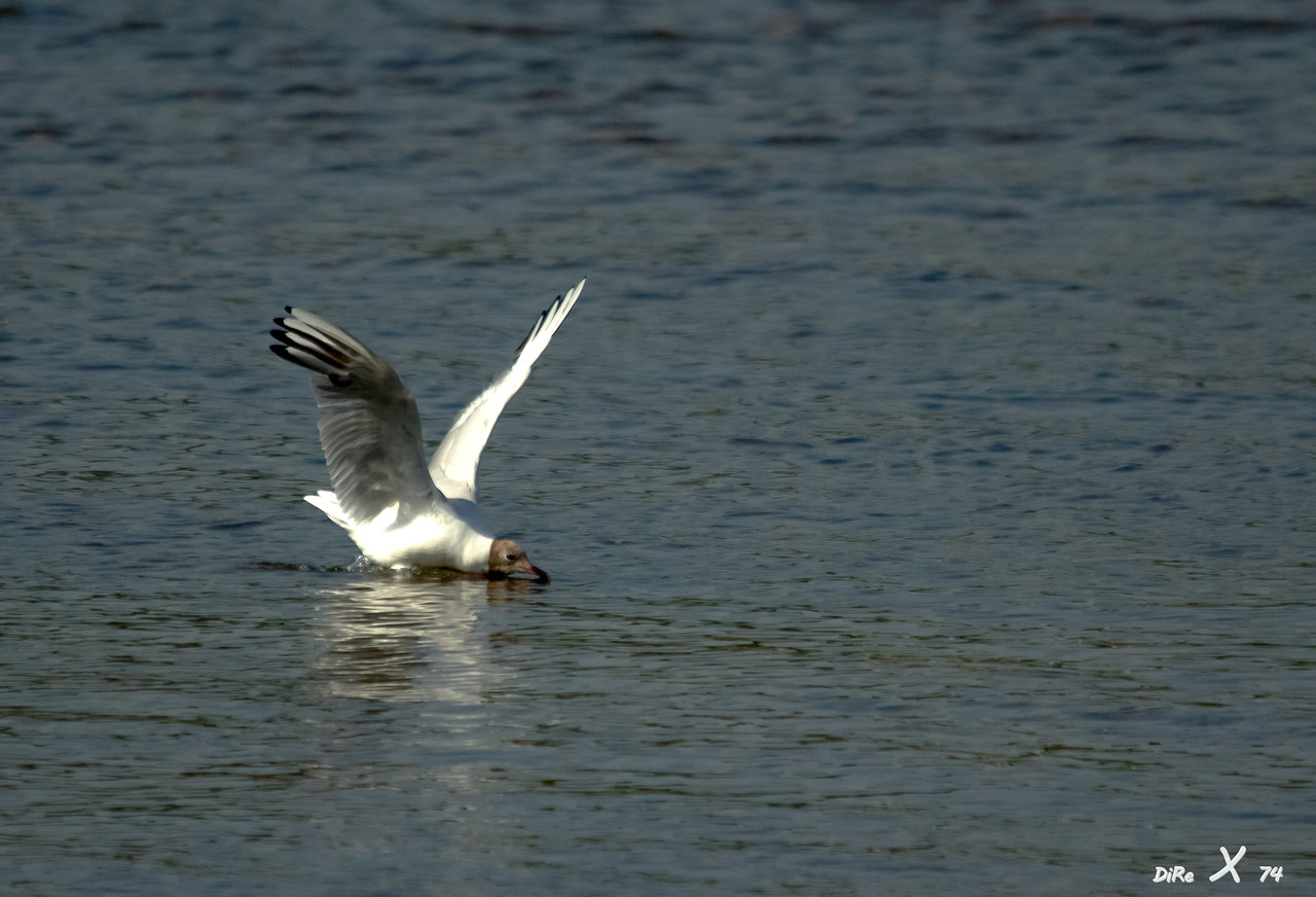 möwe_02012020-2.jpg