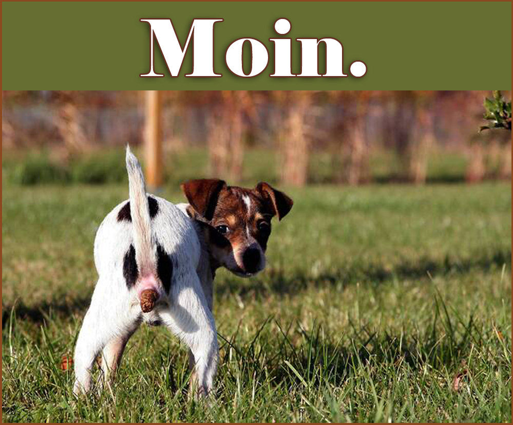 Moin kackender Hund45_2.jpg