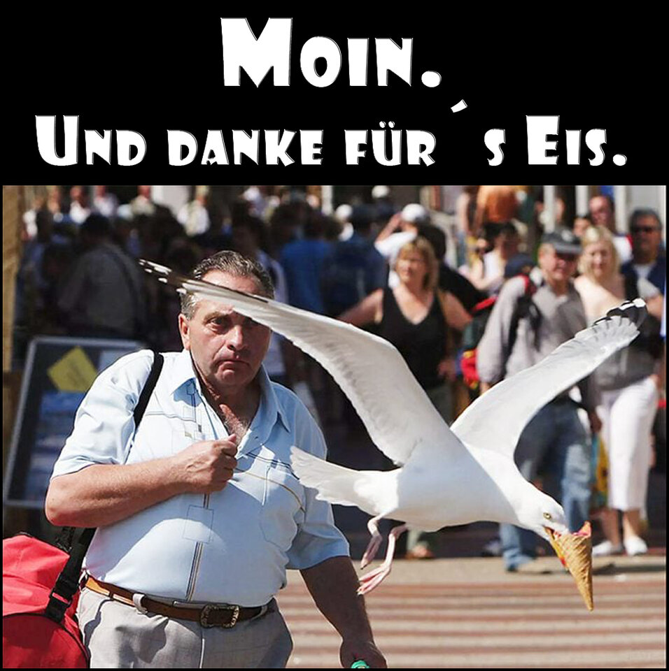 Moin Möwe.jpg