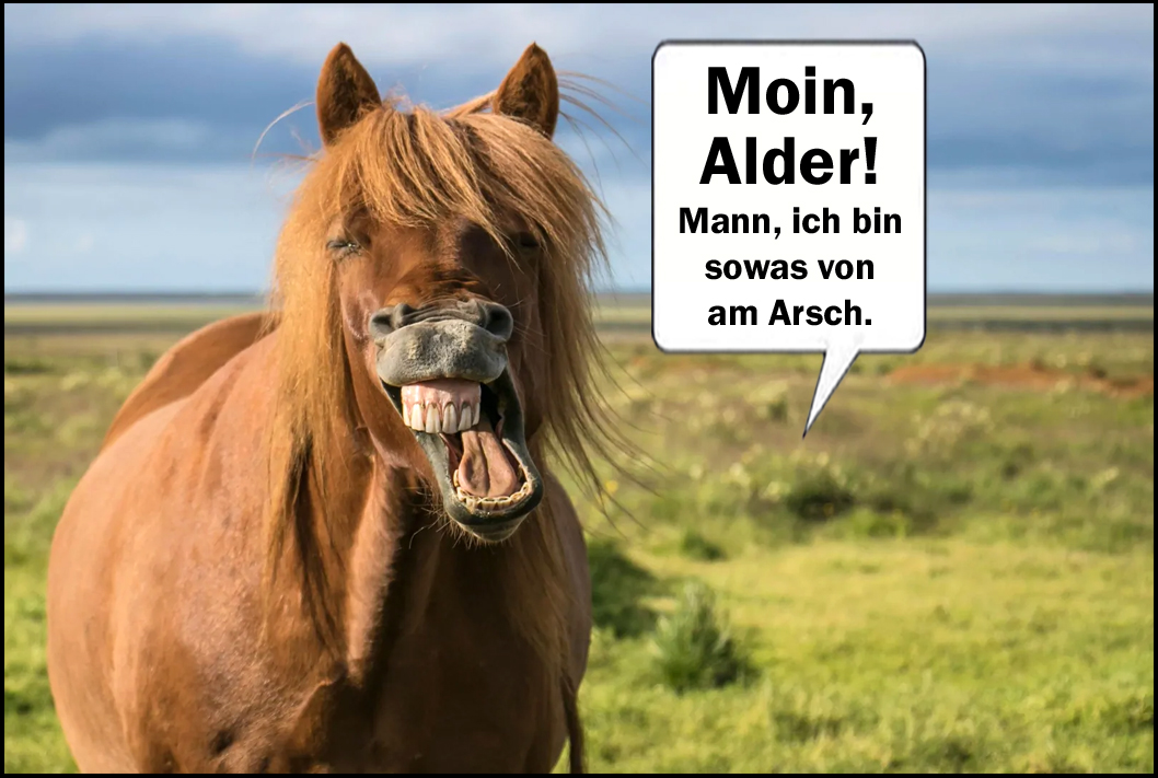 Moin pferd-wiese.jpg