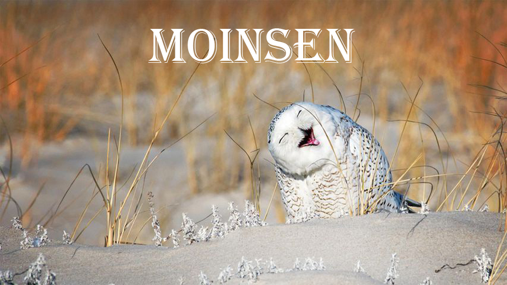 moin_eule2f7.jpg