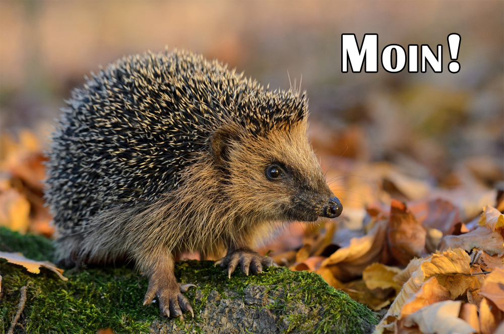 moin_igel_446391a.jpg