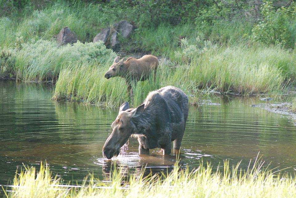 moose-5171265_960_720.jpg