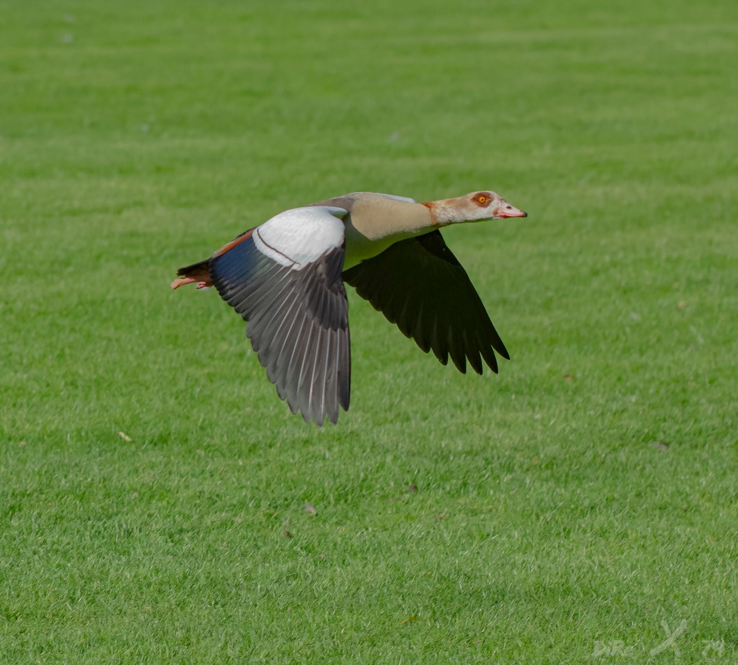 Nilgans_17112019.jpg