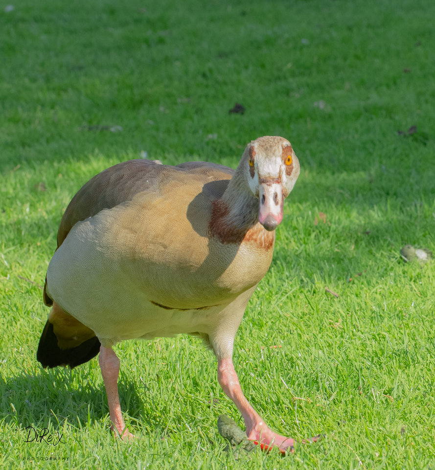 nilgans_210522.jpg