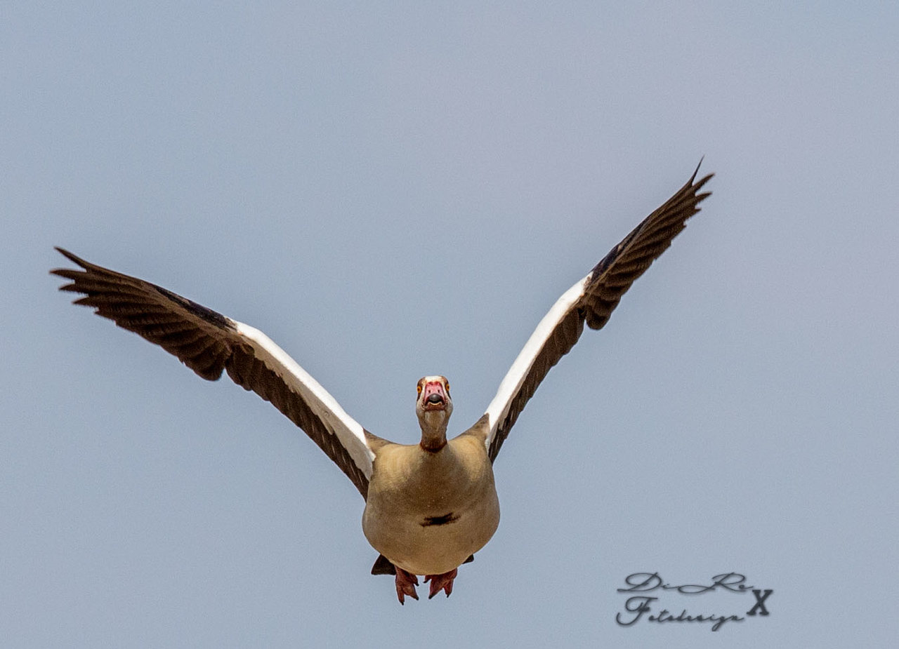 nilgans_28072019.jpg