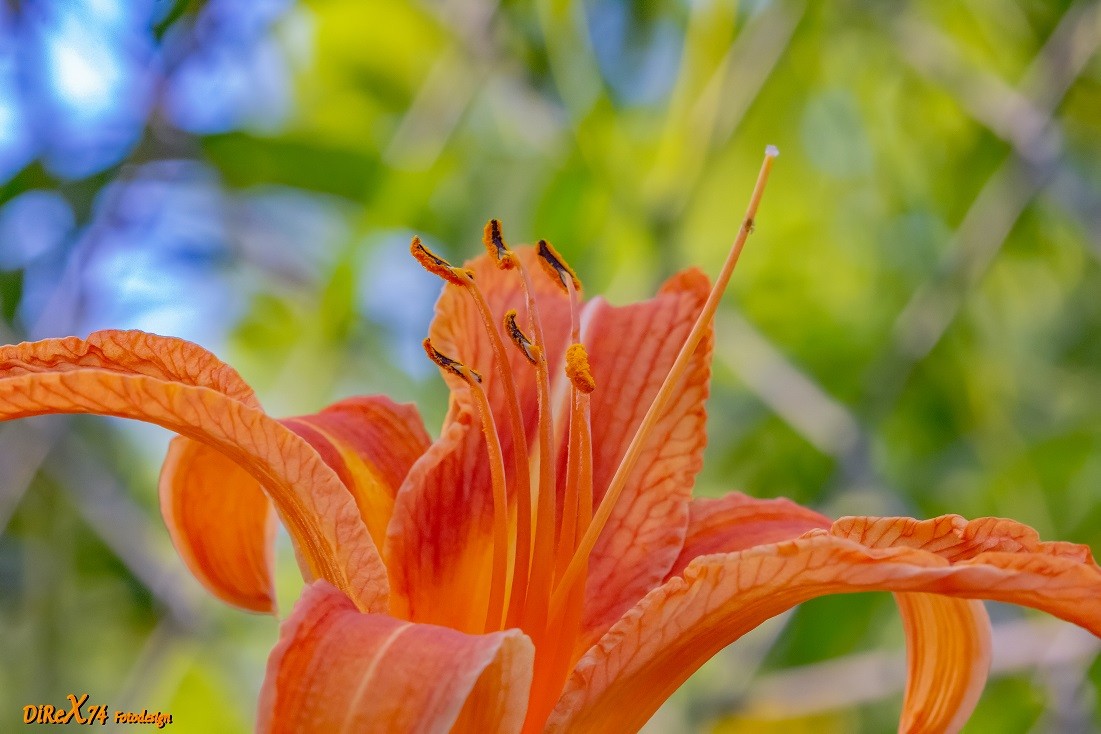 orange queen_04072019.jpg