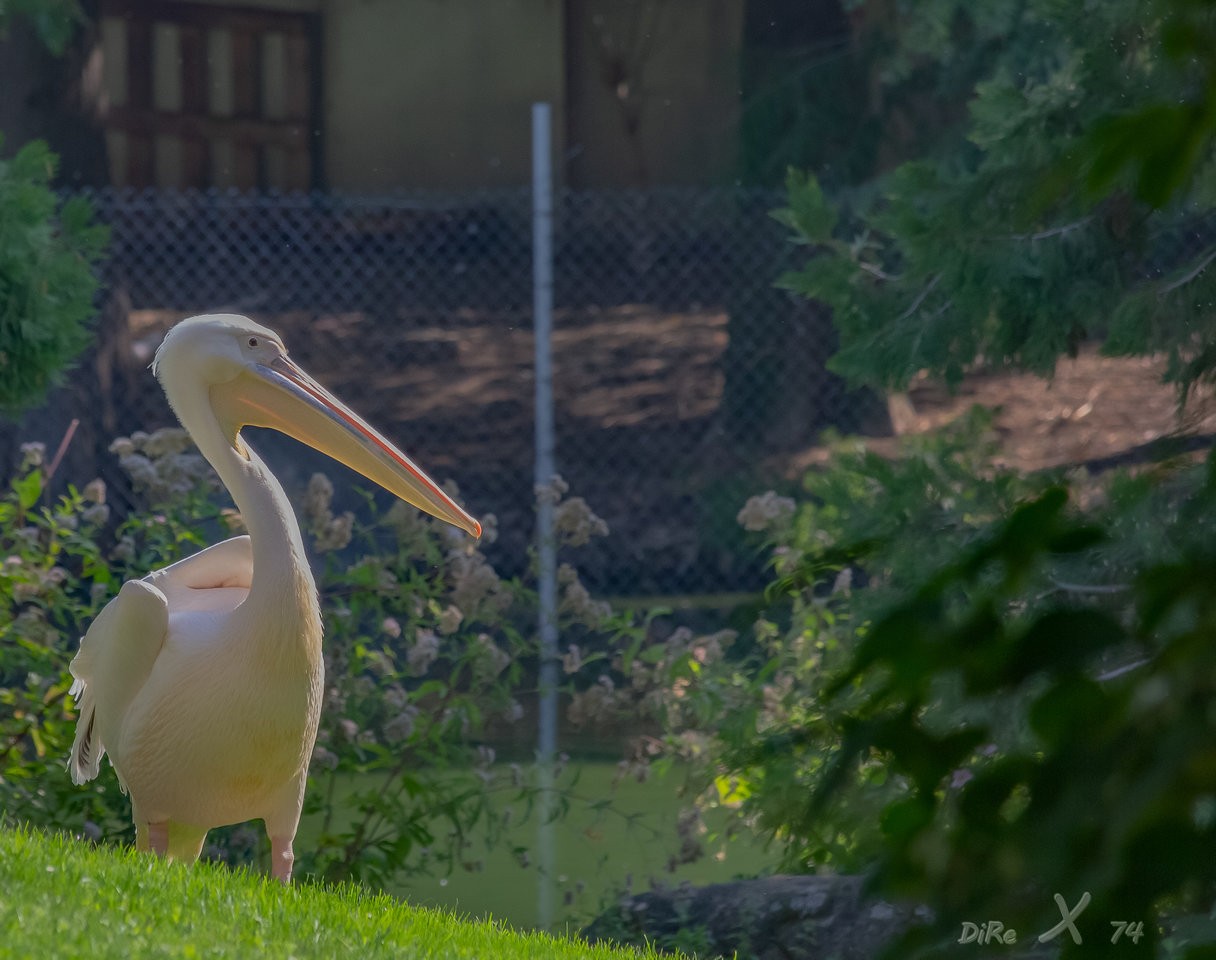 pelican_29112019.jpg