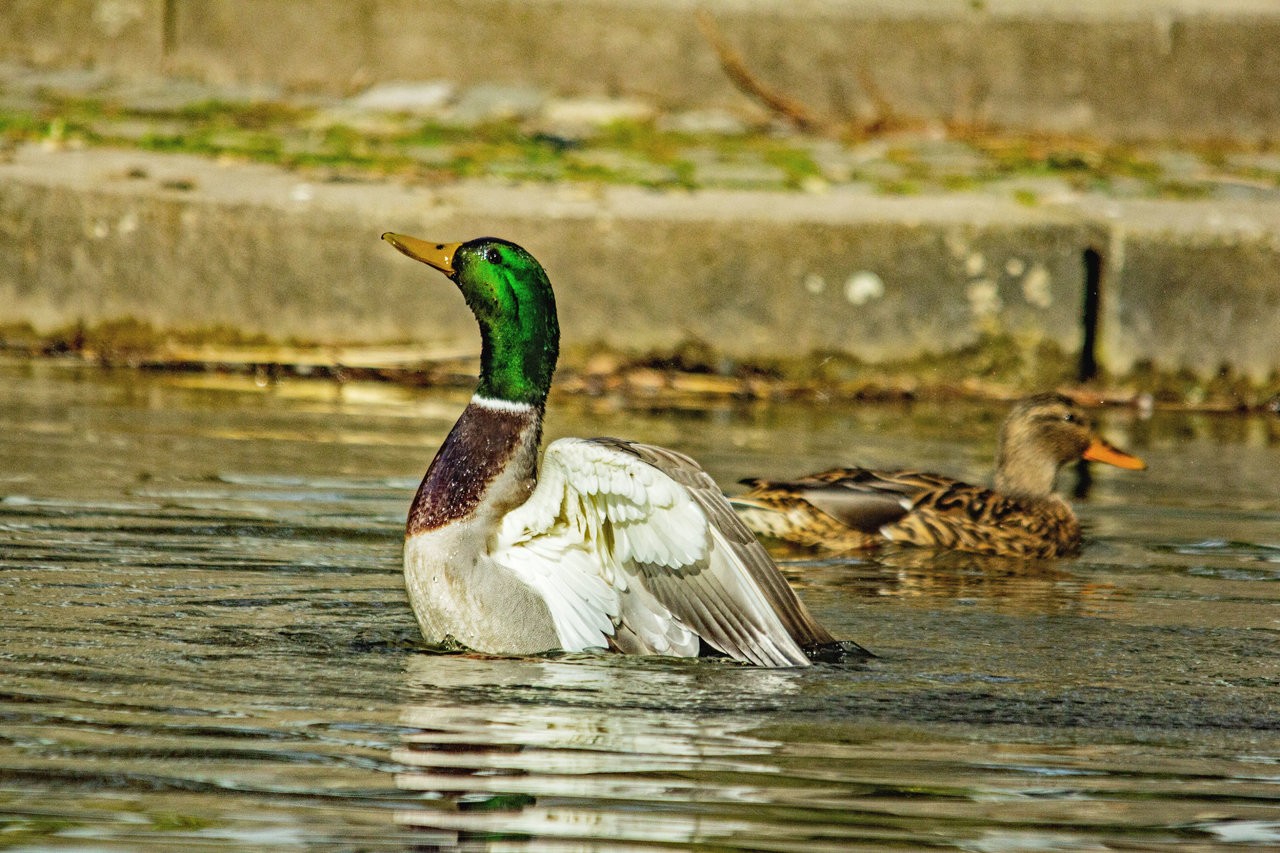 proud duck_2.jpg