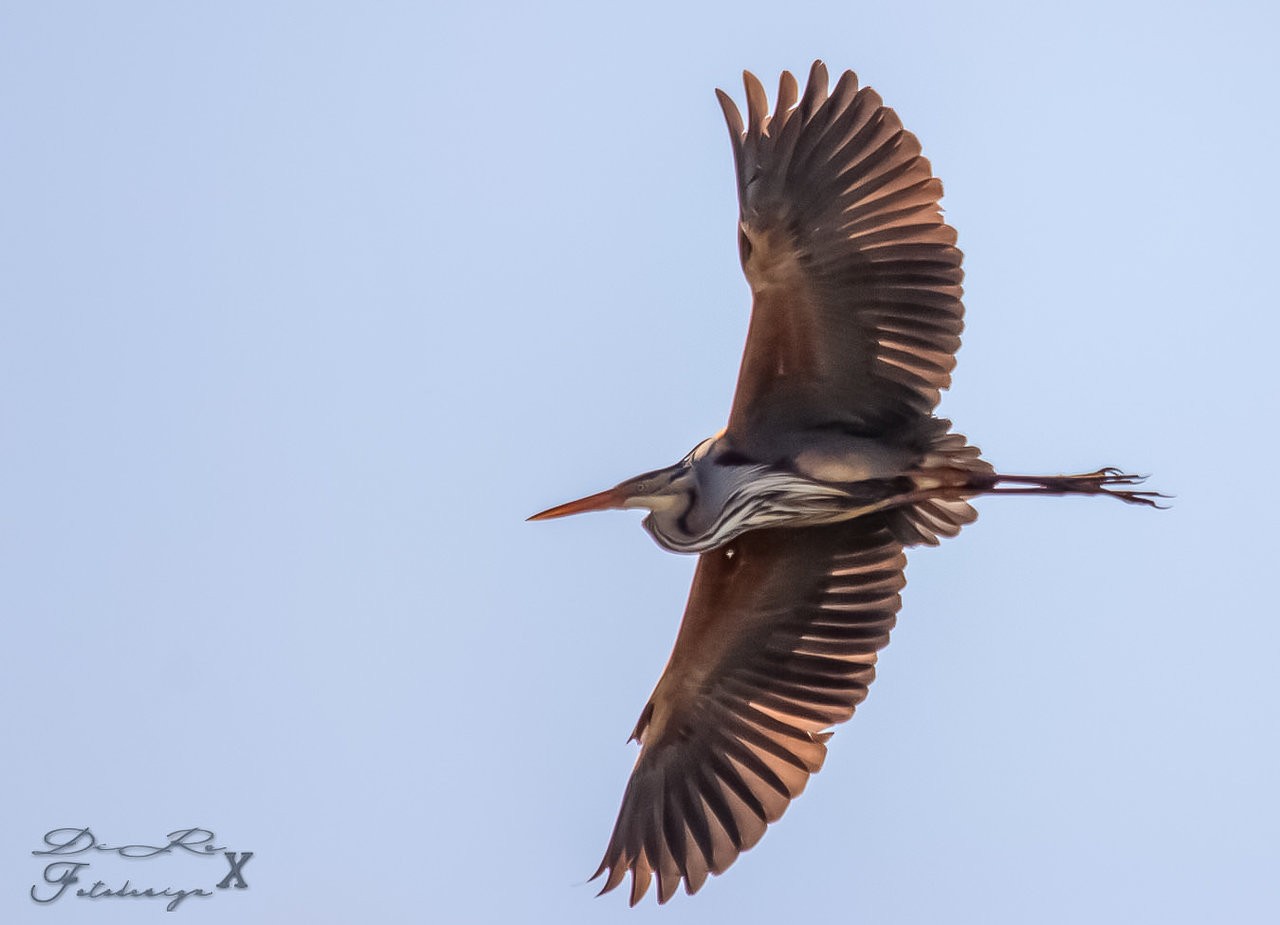 pur pur Reiher in flight.jpg