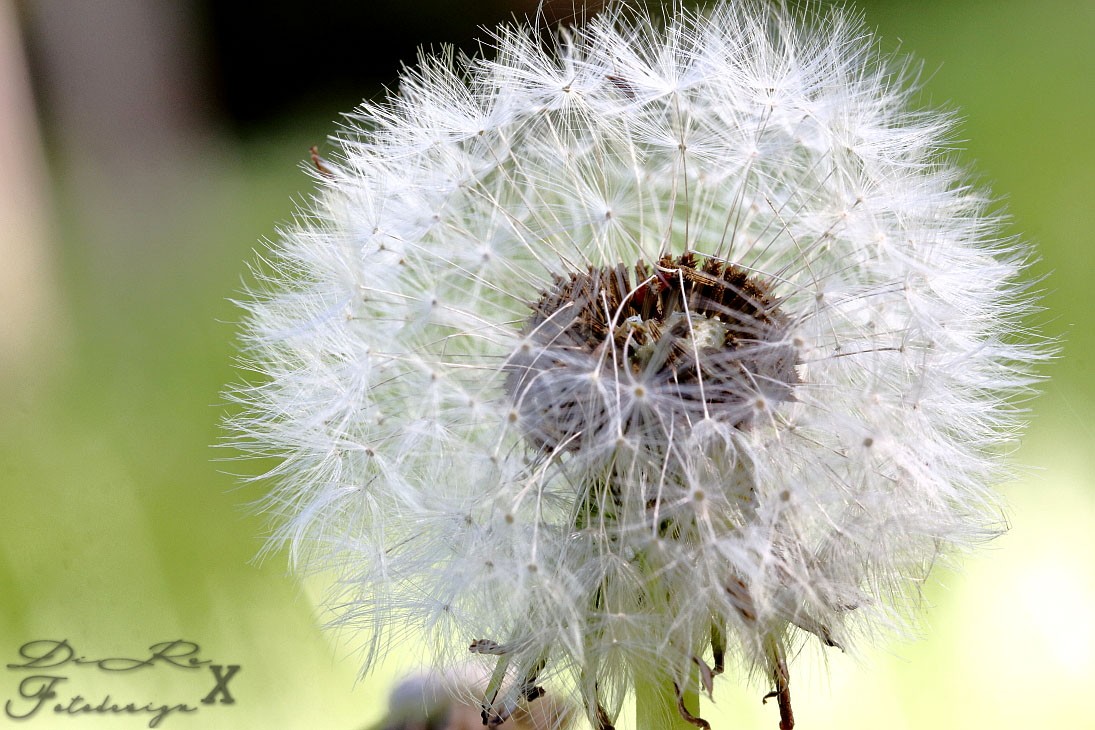 Pusteblume_03082019.jpg