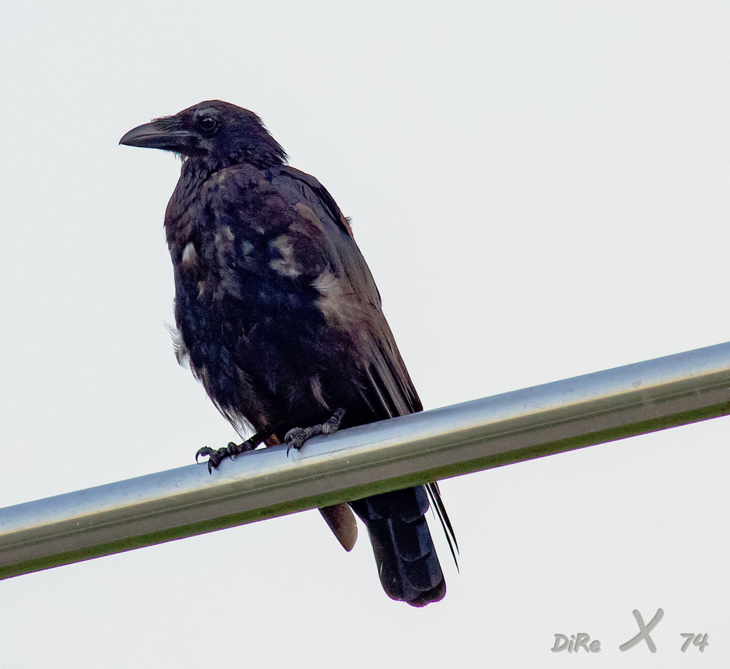 raven_25082019.jpg