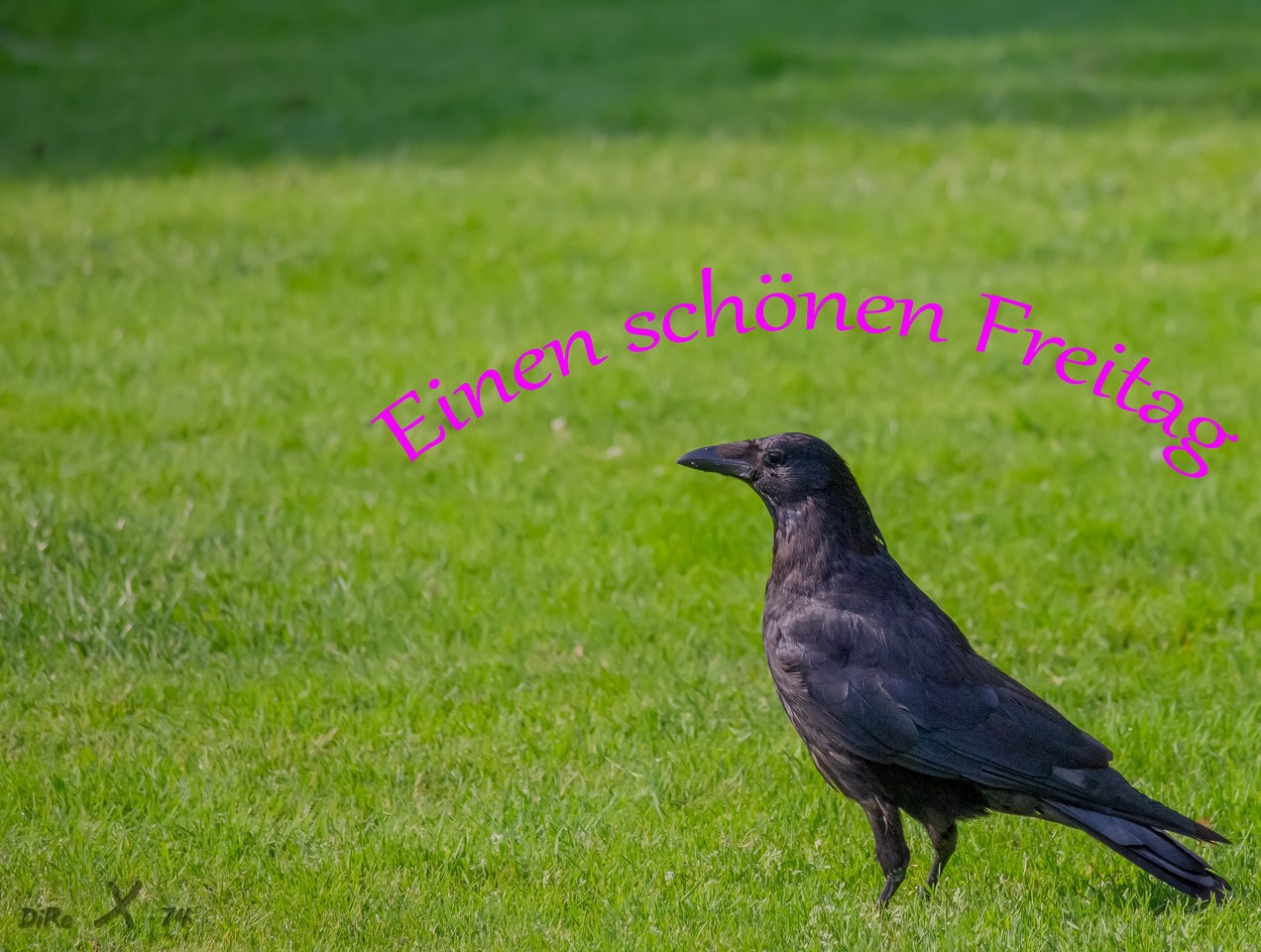 raven_29112019.jpg