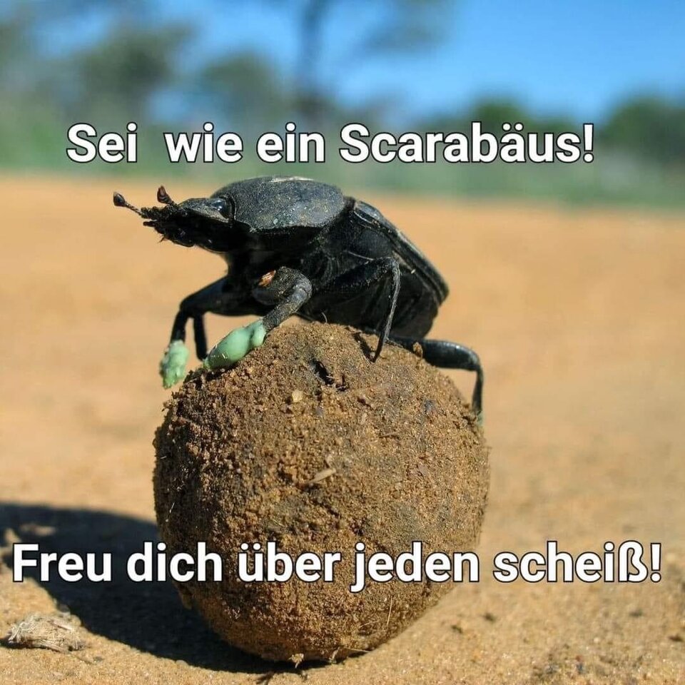 Scarabäus.jpg