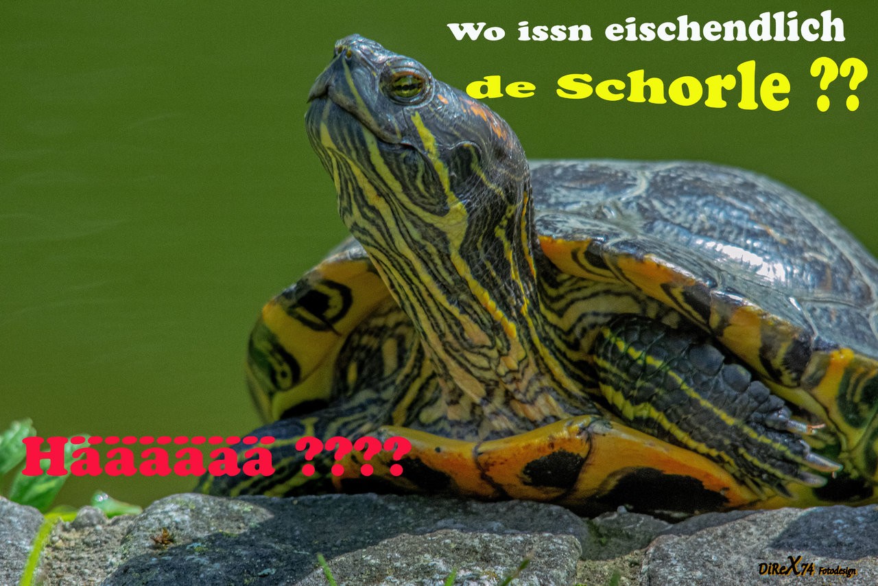 Schorle_08112019.jpg