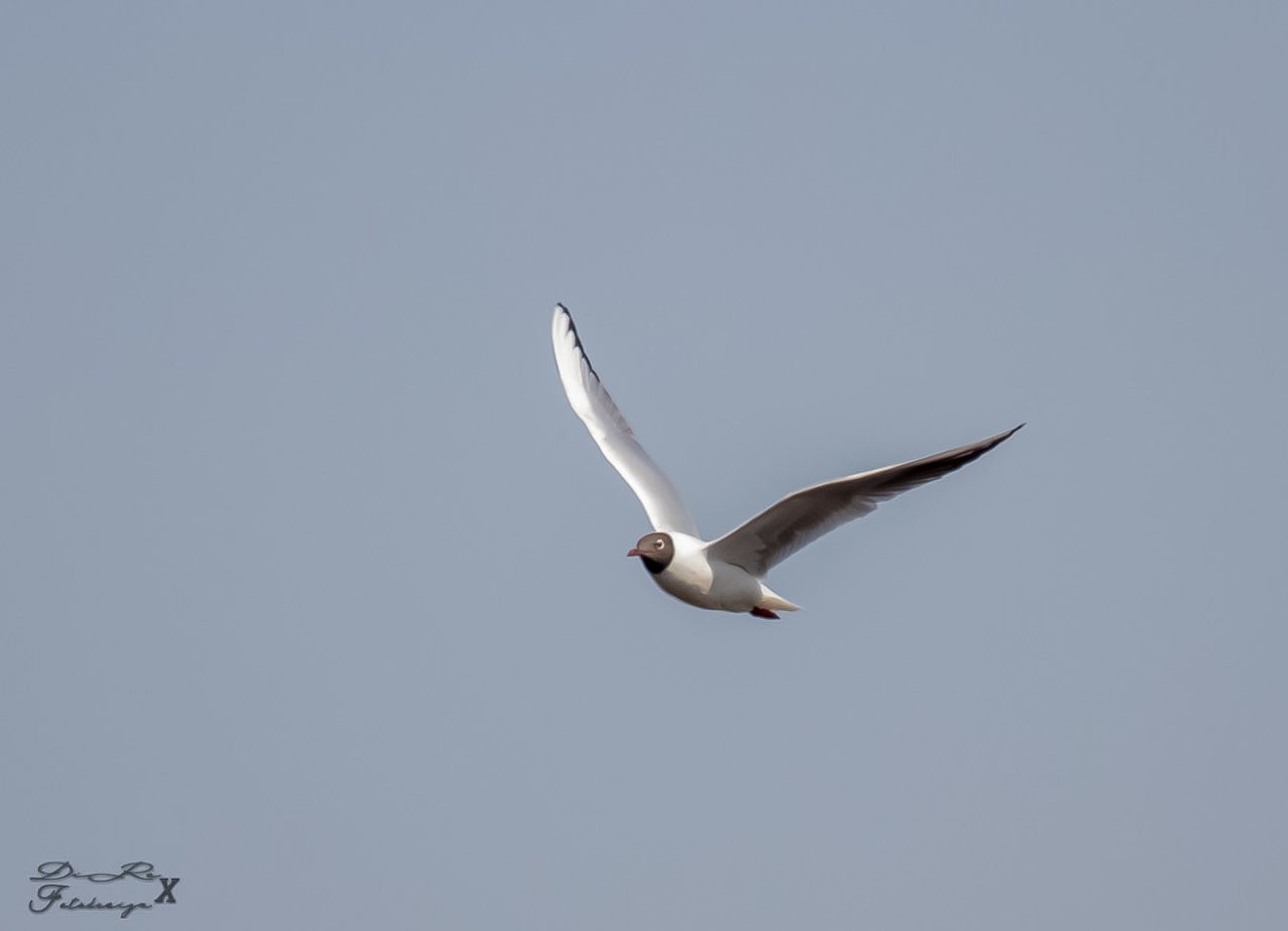 seagull_10082019.jpg