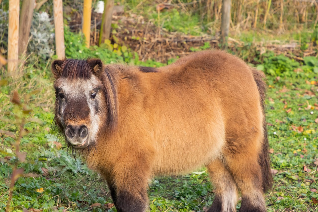 shetland_24112019-2.jpg