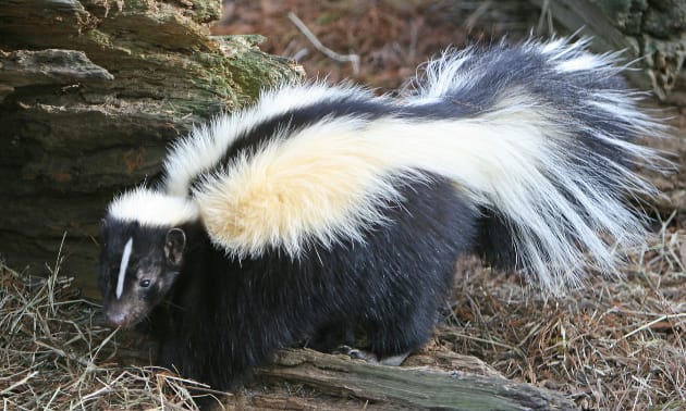 skunk_Stipe.jpg