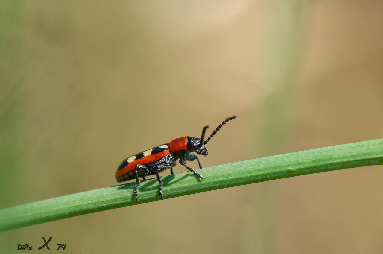 Spargelkäfer01_02012020-2.jpg