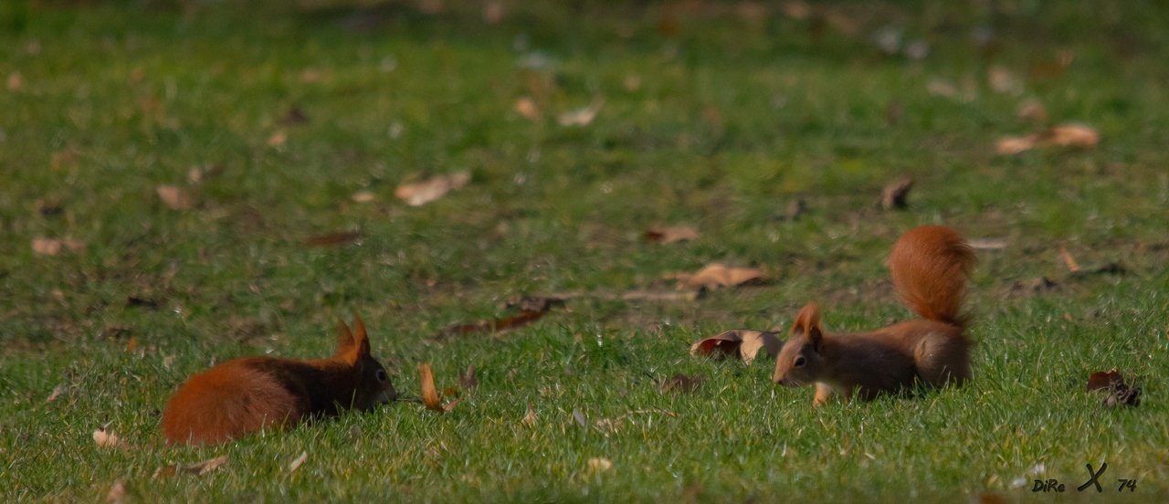 squirrel meeting-2.jpg