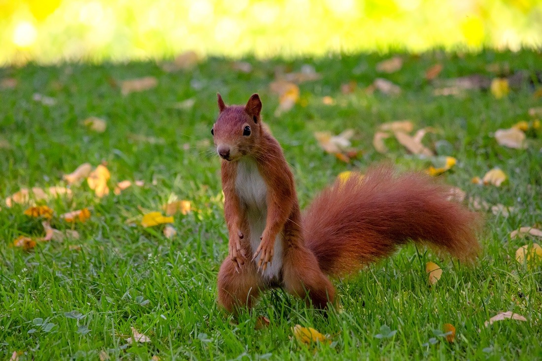 squirrel_082019.jpg