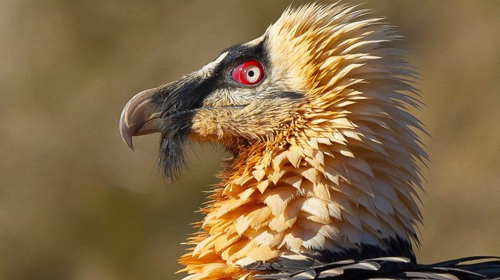 the-bearded-vulture.jpg