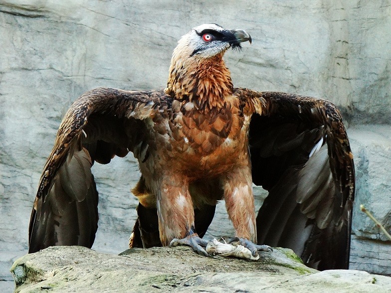 TierZeit-stellt-vor-bedroht-Bartgeier.jpg