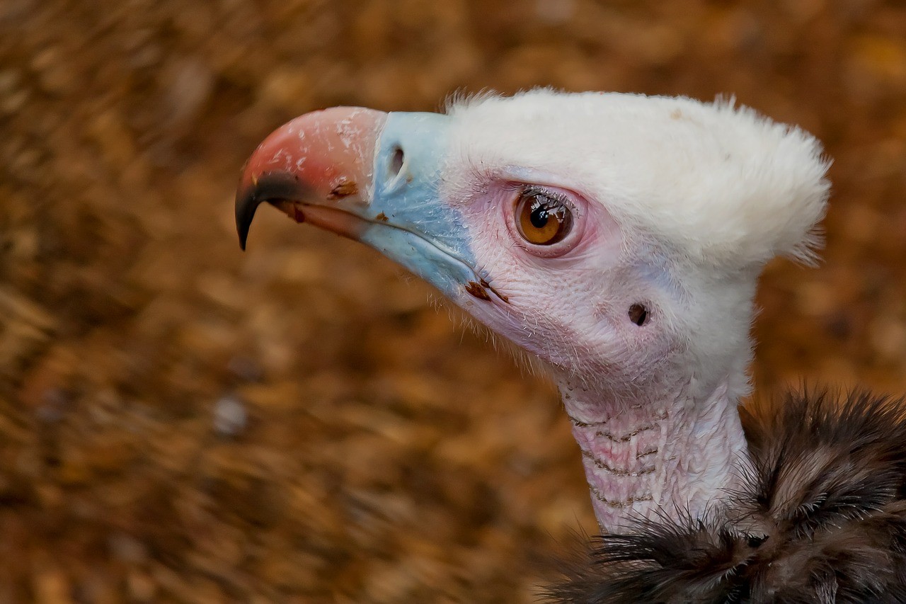 vulture-613074_1280.jpg