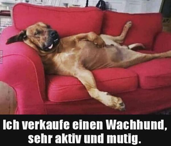 Wachhund.jpg