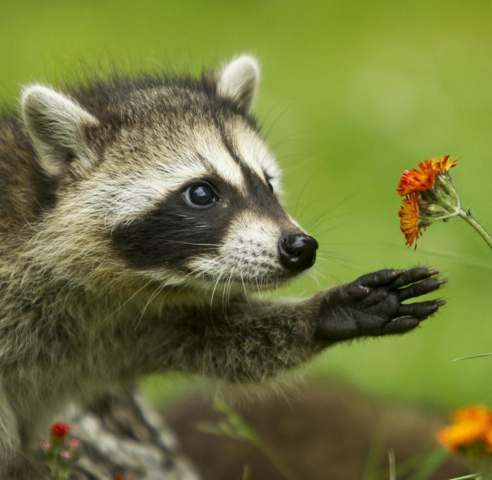 waschbär-reaching-for-flower.jpg