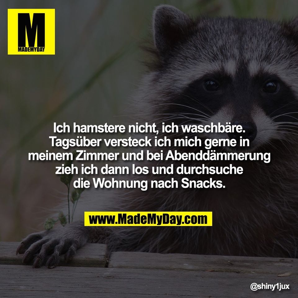 waschbären.jpg