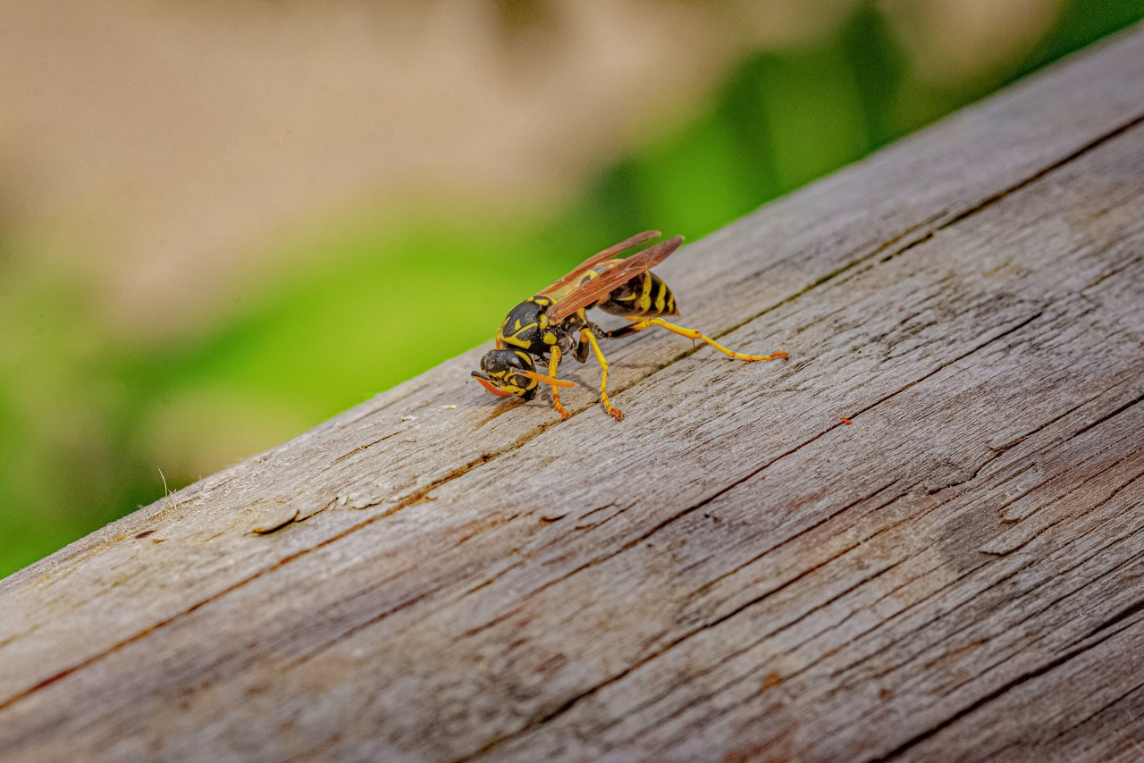 Wasp_20062019.jpg