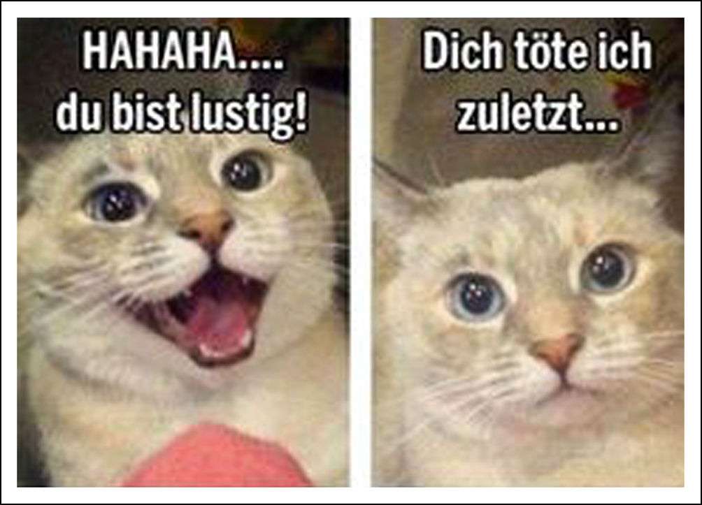 Witz Katze601_2.jpg