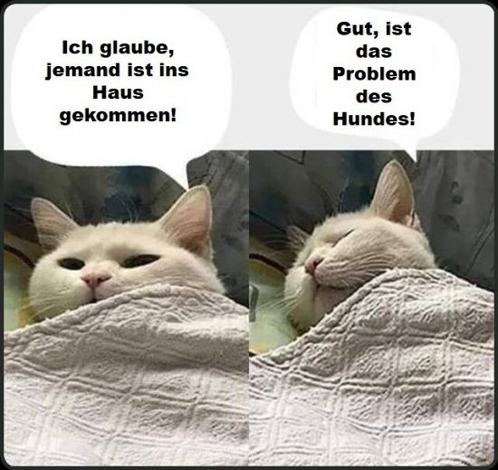 Witz Katze6_2.jpg