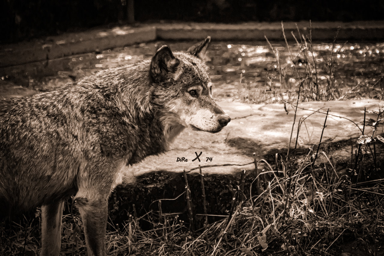 wolf_05102020-2.jpg