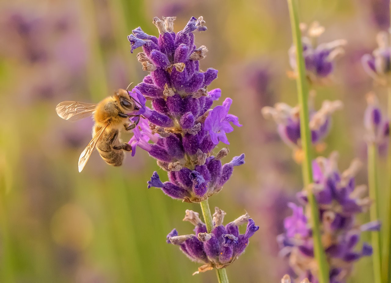 working bee_12072019.jpg