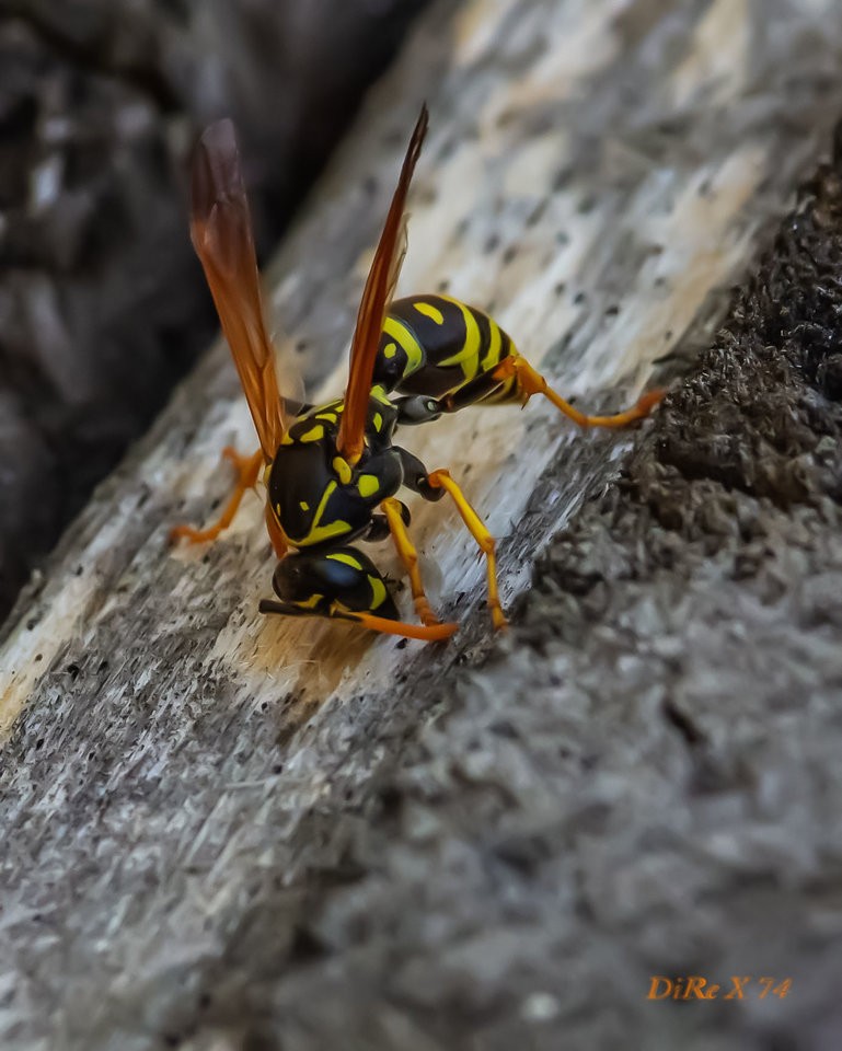 working wasp-3.jpg