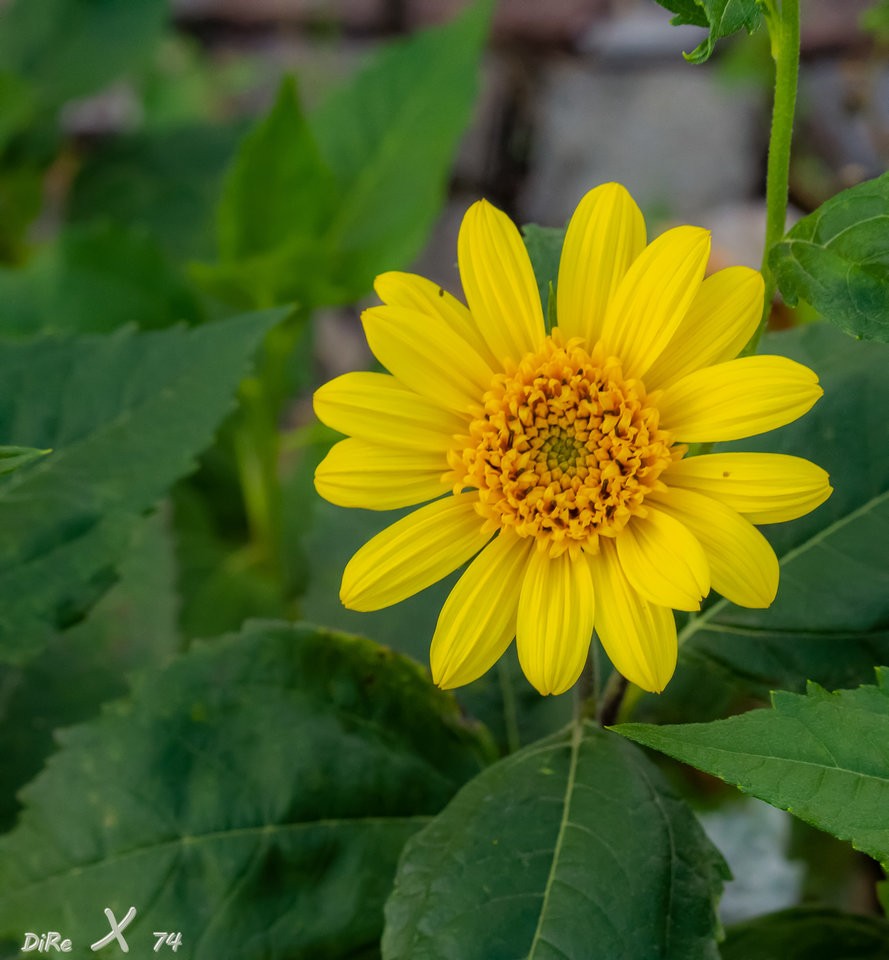 yellow beauty-2.jpg