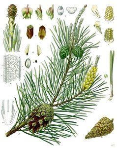 Pinus_sylvestris_-_Köhler–s_Medizinal-Pflanzen-106.jpg