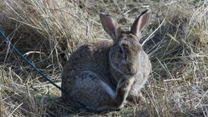 Marleaux MBass gesucht