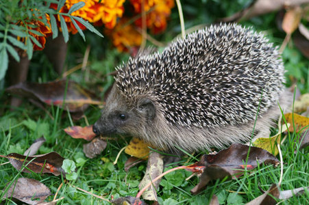 141006-junger-igel2-dennis-wolter-680.jpeg