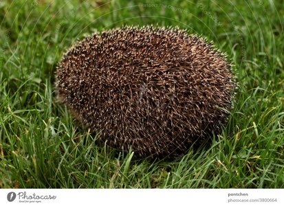 3800664-ein-igel-sitzt-zusammengerollt-auf-einer-wiese-sodass-man-nur-die-stacheln-sieht-phot...jpeg